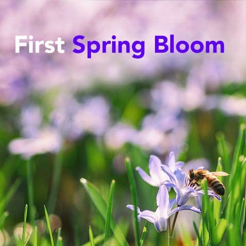 First Spring Bloom